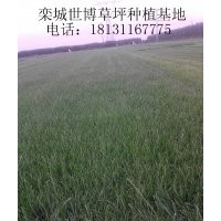 淄博草坪 德州草坪 煙臺(tái)草坪