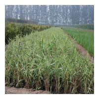 供應(yīng)濰坊玉帶草|青州玉帶草基地