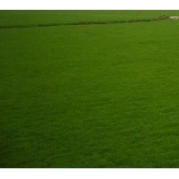 句容欣欣草坪基地供應(yīng)優(yōu)質(zhì)百慕大