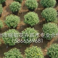 供應草花國慶菊價格