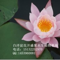 睡蓮——睡蓮苗——價(jià)格