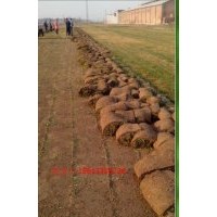 河北張家口草坪