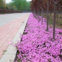 叢生福祿考價格|芝櫻花海|山東叢生福祿考基地