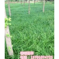 北京市大興區(qū)榆垡鎮(zhèn)西黃垡村村委會西50米