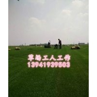 大慶草坪供應(yīng)唐山草坪供應(yīng)哈爾濱草坪供應(yīng)