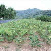 青州厚樸,綠湖苗木,濰坊厚樸