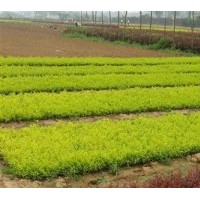 金葉女貞|百匯園林苗木|金葉女貞球