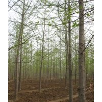 邳州銀杏樹基地|銀杏樹基地|鑫苑銀杏(多圖)