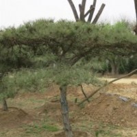 泰山松種植基地、泰山松、聚源園林(圖)