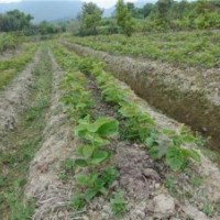 獼猴桃苗價格、北京獼猴桃苗、旭昇園藝場(多圖)