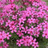 秋季宿根花卉|宿根花卉|樹春花卉苗木(圖)