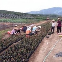 磐安紅花繼木,好彩苗木品種好,精品紅花繼木