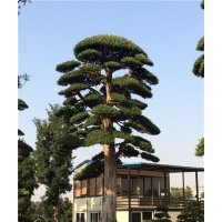 海南造型大羅漢松、造型大羅漢松、羅漢松苗木場(多圖)