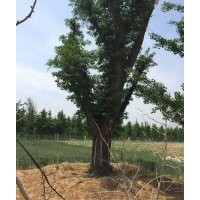 銀杏樹,誠(chéng)信銀杏,銀杏樹苗價(jià)格