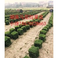 邵陽草皮價(jià)格|草坪|綠化苗木|供應(yīng)信息圖片及行情