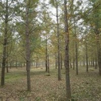 銀杏基地,興隆銀杏,江蘇銀杏基地