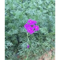 綠化草花宿根美女櫻