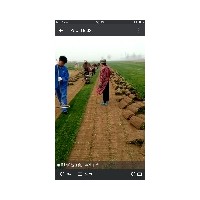 草坪基地早熟禾，高羊茅，四季青等冷季型草坪