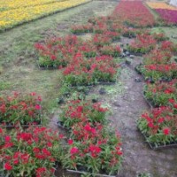 江西草花售價(jià)南昌草花品種，哪里有草花賣？雞冠花三色堇供應(yīng)商