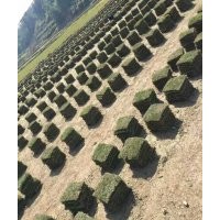 馬尼拉草皮，卷草