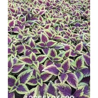 彩葉草批發(fā) 彩葉草供應(yīng) 彩葉草圖片 彩葉草價(jià)格 彩葉草品種大全