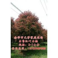 高桿紅葉石楠樹價格、高桿紅葉石楠、【元芳家庭農(nóng)