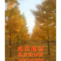 銀杏樹苗|胡氏銀杏|徐州銀杏樹苗的行情