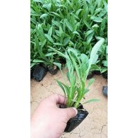 供應(yīng)10-30公分金雞菊 山東地區(qū)