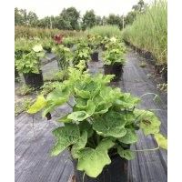 蜀葵、粉黛亂子草、迷迭香、馬櫻丹、牛筋草