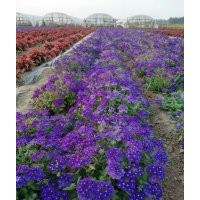 江西省南昌市冬季草花出售：三色堇石竹甜菜羽衣甘藍(lán)角瑾報(bào)春花賣