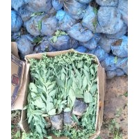 八寶景天，三七景天（費(fèi)菜），德國(guó)景天，紅景天