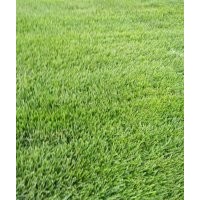 欒城草坪種植合作社