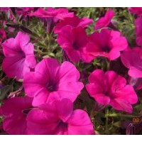 常年出售各類草花：一串紅 萬壽菊 矮牽牛 千屈菜等