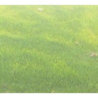 低價銷售沙坪果嶺草草坪卷