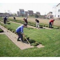 基地長期大量供應(yīng)黑麥草混播，馬尼拉，天堂等綠化草坪，一天發(fā)貨