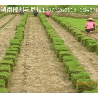 長(zhǎng)期供應(yīng)馬尼拉