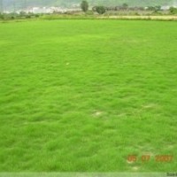 長期大量供應(yīng)馬尼拉草坪