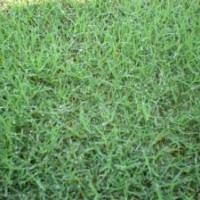 句容天堂草低價(jià)銷售
