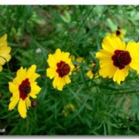 供應(yīng)蛇目菊種子，雪菊種子，蛇目菊價(jià)格