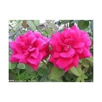供應(yīng)大花月季