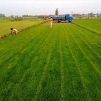 大量出售草坪自家種的