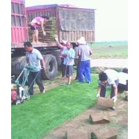 草皮哪有賣草皮/草皮種植基地/綠化草皮/草皮價(jià)格