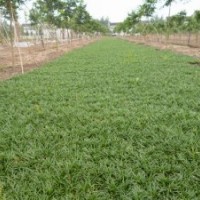 苗木合作社供應(yīng)玉龍草-矮麥冬
