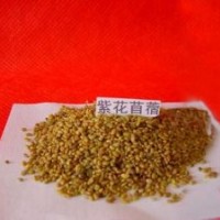 白榆種子大量供應(yīng)品質(zhì)保證質(zhì)量....