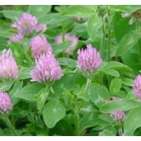 供應(yīng)紅三葉種子，紅三葉，別名：紅車軸草、紅荷蘭翹搖，江蘇紅三