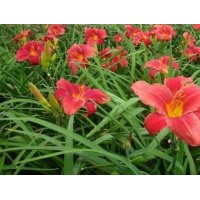 苗木花卉德國鳶尾,紅寶石萱草,花玉簪