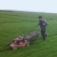 草坪批發(fā)|草坪基地|產(chǎn)品價格
