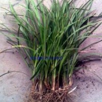 供應：麥冬草，馬里拉草坪，玉簪，鳶尾龍柏等苗木。