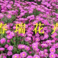 繡線菊，天人菊，假龍頭