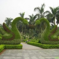 三色堇，五色草，五色草造型